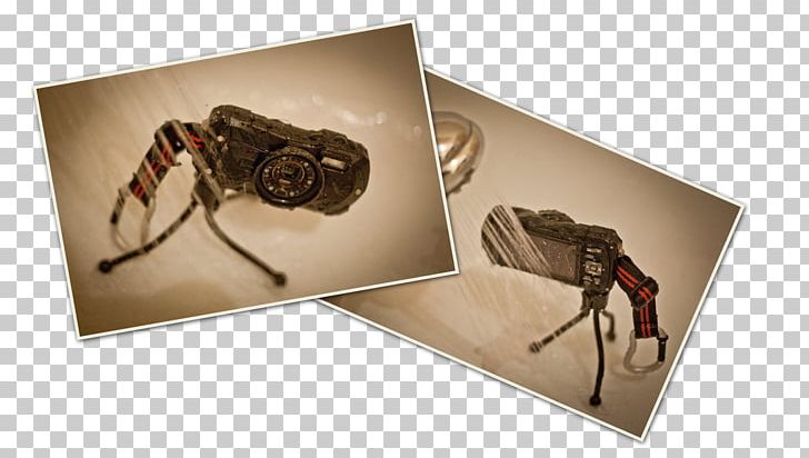Insect PNG, Clipart, Animals, Arthropod, Insect, Invertebrate, Voyager 2 Free PNG Download