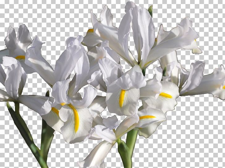 Irises Netted Iris Iris Reticulata Var. Bakeriana Cut Flowers Erge PNG, Clipart, Branch, Caucasus, Caucus, Cut Flowers, Flower Free PNG Download