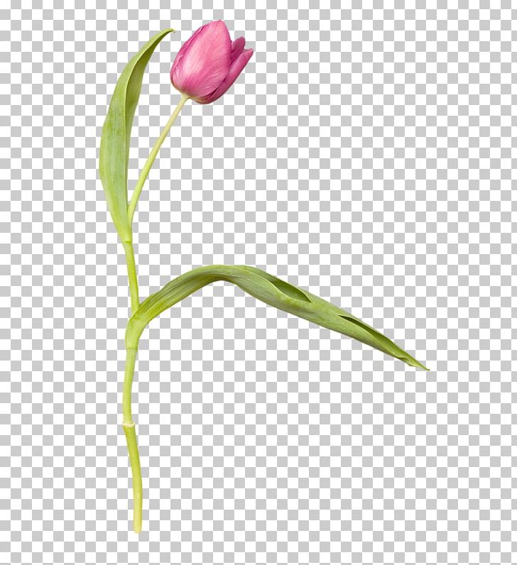 Tulip Photography Red PNG, Clipart, Bud, Cut Flowers, Download, Flower, Flowering Plant Free PNG Download