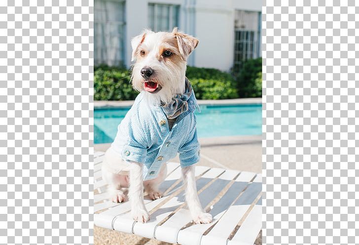 Dog Breed Terrier Companion Dog Dog Clothes PNG, Clipart, Animals, Breed, Carnivoran, Clothing, Companion Dog Free PNG Download
