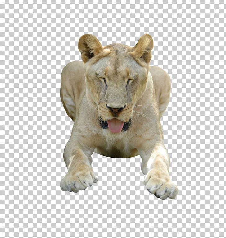 East African Lion Tiger Animal ForgetMeNot PNG, Clipart, Animals, Big Cat, Big Cats, Biological, Carnivoran Free PNG Download