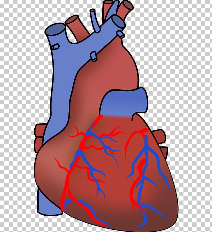 Heart Anatomy Organ PNG, Clipart, Anatomy, Art, Artwork, Cartoon, Download Free PNG Download