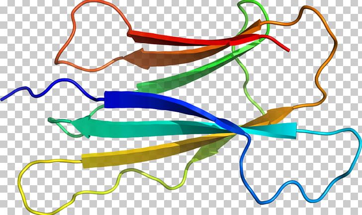 Line Point Organism PNG, Clipart, Area, Art, Artwork, Cyclin, Line Free PNG Download