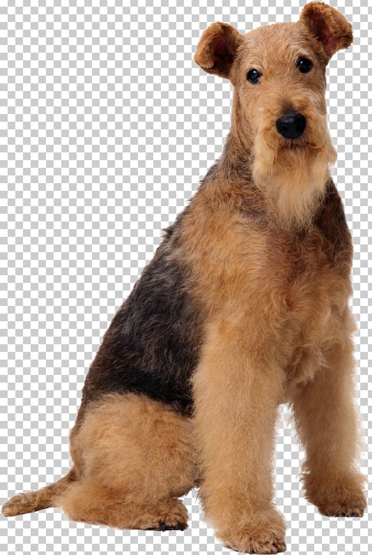 Airedale Terrier Old English Sheepdog Wire Hair Fox Terrier Maltese Dog Boston Terrier PNG, Clipart, Airedale Terrier, Animals, Boston Terrier, Breed, Carnivoran Free PNG Download