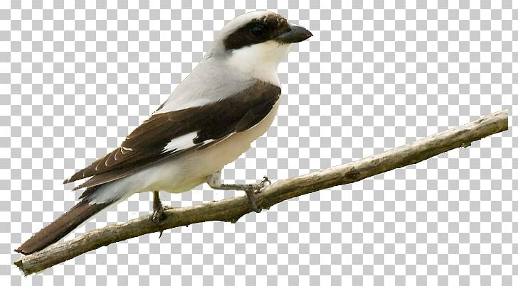 Finch American Sparrows Fauna Beak Cuckoos PNG, Clipart, American Sparrows, Animals, Beak, Bird, Branch Free PNG Download