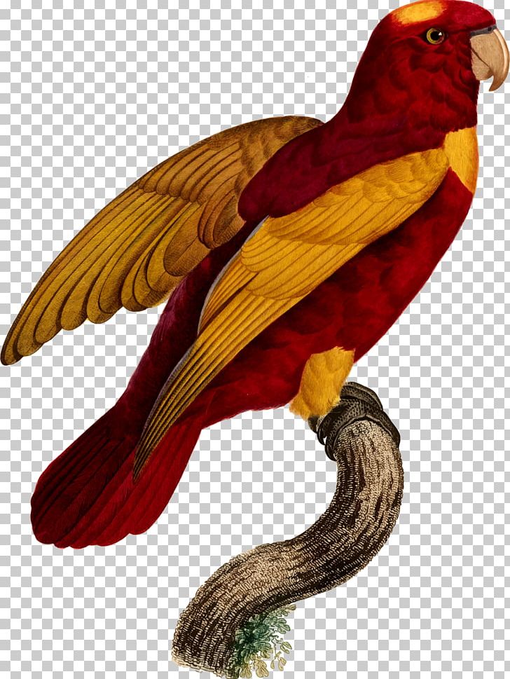 Macaw Parrot Bird Beak PNG, Clipart, Animals, Beak, Bird, Etsy, Fauna Free PNG Download