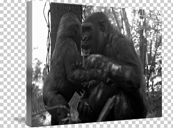 Common Chimpanzee Western Gorilla White Wildlife PNG, Clipart, Black And White, Chimpanzee, Common Chimpanzee, Fauna, Gorilla Free PNG Download
