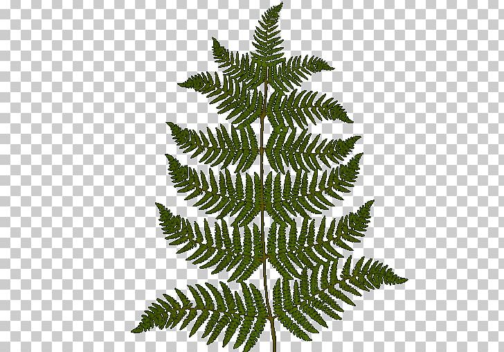 Fern Vascular Plant PNG, Clipart, Download, Drawing, Equisetum, Fern, Ferns And Horsetails Free PNG Download