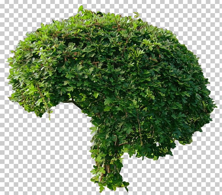 Tree Shrub PNG, Clipart, Bush, Cleaneating, Computer Network, Deviantart, Evergreen Free PNG Download