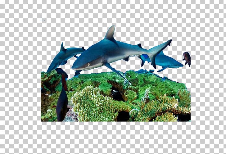 Marine Biology Deep Sea Creature Organism PNG, Clipart, Artworks, Cartilaginous Fish, Deep Sea Creature, Ecosystem, Fauna Free PNG Download