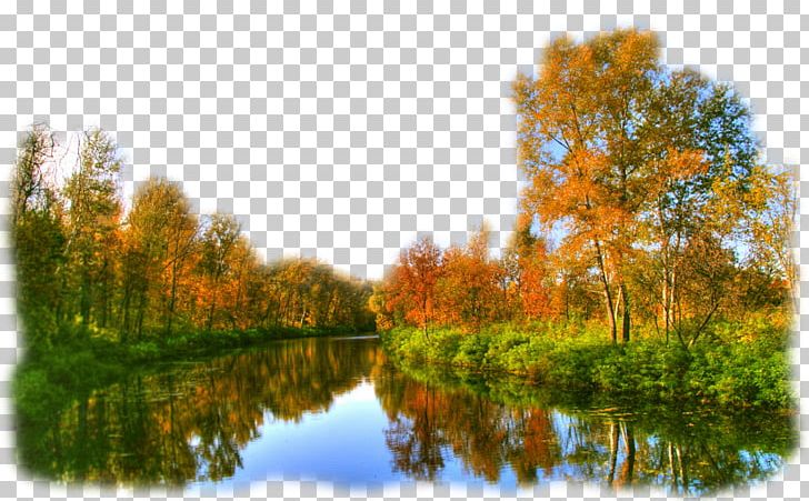 HVGA Tree Stock Photography Aspect Ratio PNG, Clipart, 1080p, Autumn, Bank, Bayou, Biome Free PNG Download