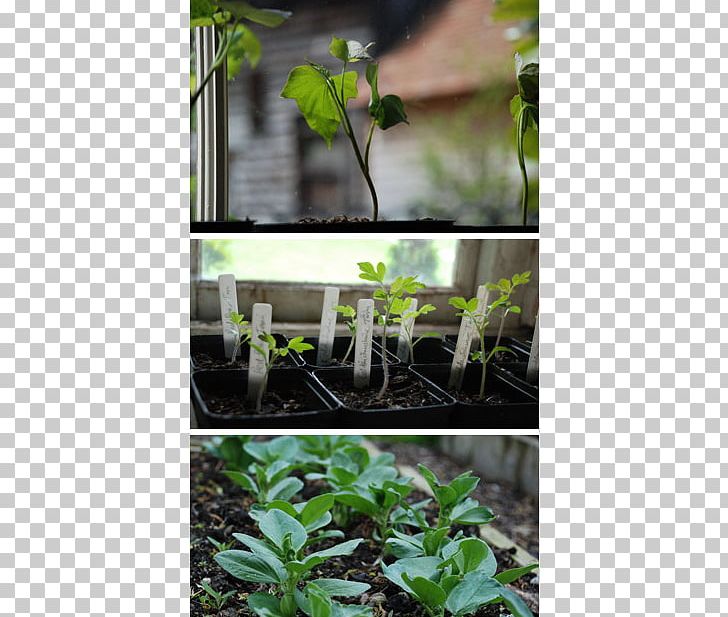 Leaf Tree Shrub Herb PNG, Clipart, Flora, Grass, Herb, Leaf, Plant Free PNG Download