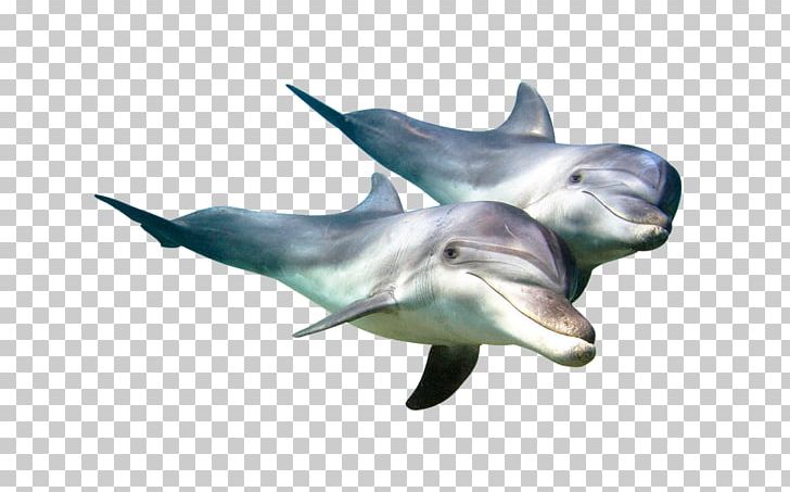 Common Bottlenose Dolphin Tucuxi Underwater World PNG, Clipart, Animals, Bottlenose Dolphin, Computer, Computer Wallpaper, Fauna Free PNG Download
