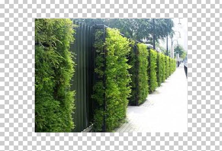 Green Wall Roof Garden Green Roof PNG, Clipart, Architecture, Art, Biome, Building, Evergreen Free PNG Download