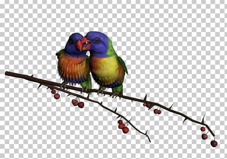 Lovebird Hummingbird PNG, Clipart, Beak, Bird, Birdcage, Bird Png, Branch Free PNG Download