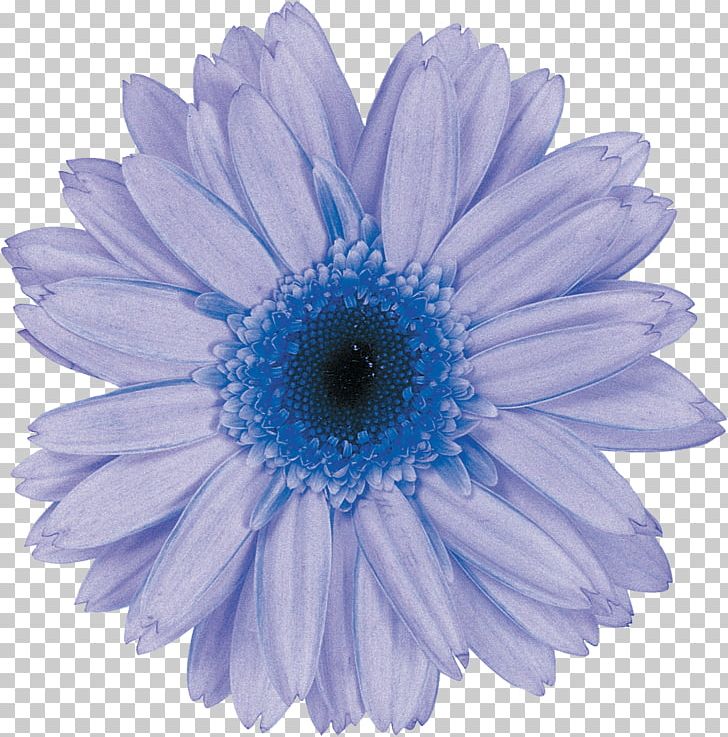 Transvaal Daisy Daisy Family Common Daisy Flower Chrysanthemum PNG, Clipart, Aster, Blue, Chicory, Chrysanthemum, Chrysanths Free PNG Download