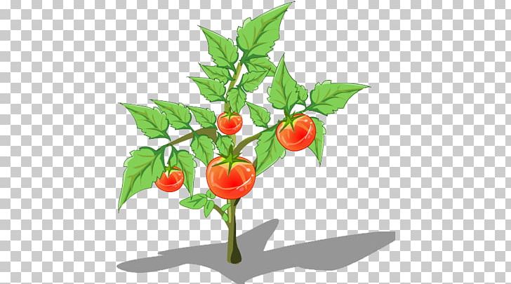 Birds Eye Chili Chili Con Carne Tomato Plant PNG, Clipart, Bell Peppers, Botany, Branch, Cartoon Eyes, Cherry Free PNG Download