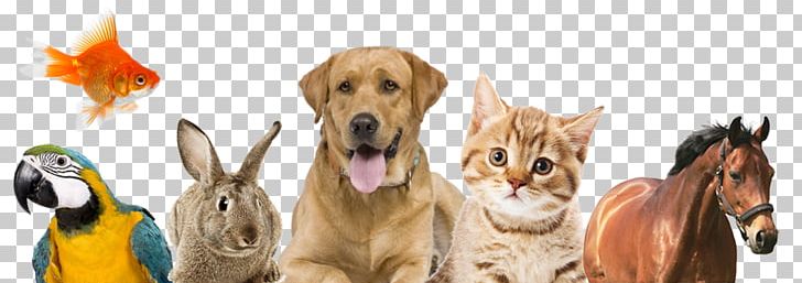 Dog Grooming Pet Shop Fofos E Fofuras PNG, Clipart, Animal, Animals, Carnivoran, Cat, Days Free PNG Download