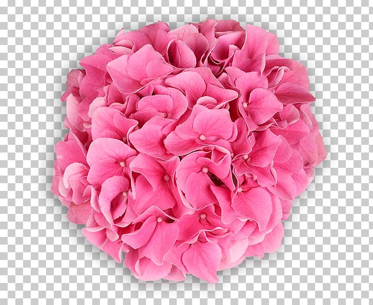 Garden Roses Cabbage Rose Hydrangea Cut Flowers PNG, Clipart, Artificial Flower, Cabbage Rose, Cornales, Cut Flowers, Flower Free PNG Download