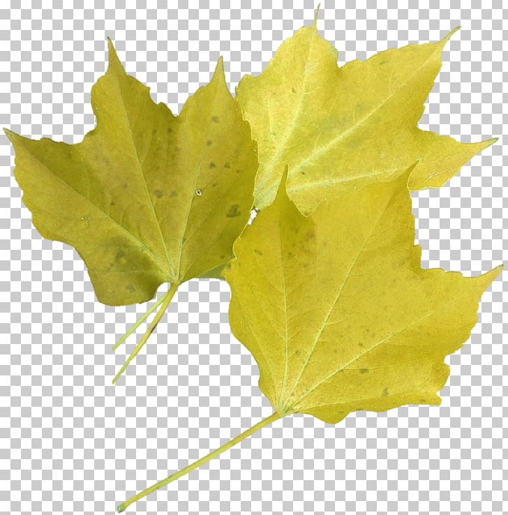 Leaf Red Maple Green Tree PNG, Clipart, Autumn, Broadleaved Tree, Color, Green, Leaf Free PNG Download