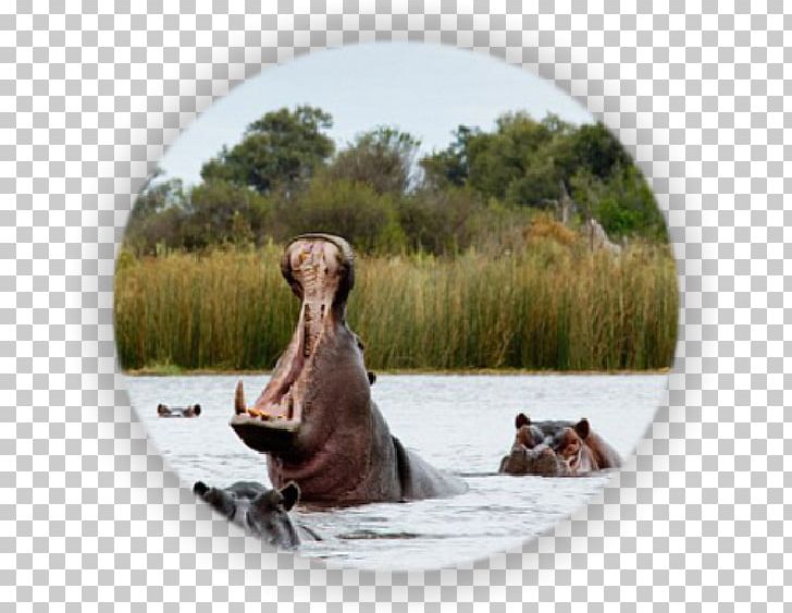 Victoria Falls Okavango Delta Namibia Cuando River Safari PNG, Clipart, Africa, Botswana, Cuando River, Fauna, Logos Free PNG Download