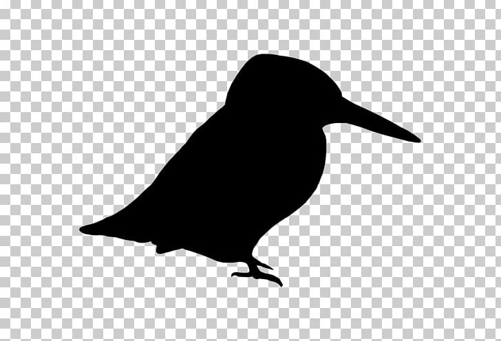 Rook American Crow Common Raven Bird PNG, Clipart, American Crow, Animals, Beak, Bird, Black And White Free PNG Download