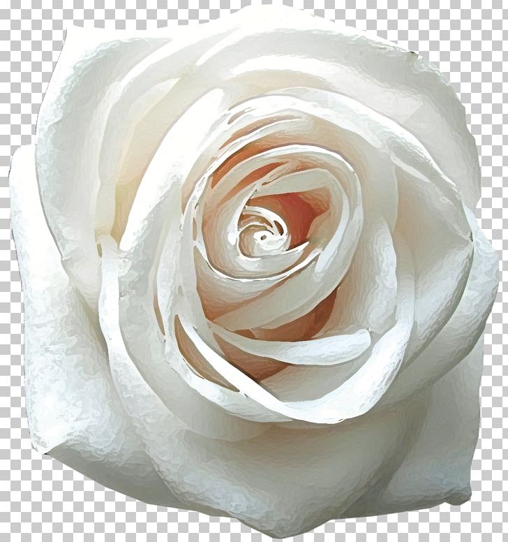 Rose Desktop Flower White Mobile Phones PNG, Clipart, Desktop Wallpaper, Floribunda, Flower, Flower Bouquet, Flowering Plant Free PNG Download
