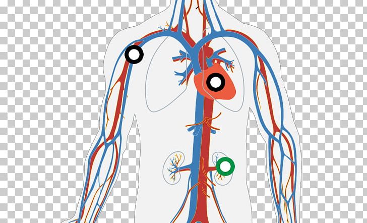The Circulatory System Human Body Diagram Heart PNG, Clipart, Anatomy, Apa, Area, Blood, Blood Vessel Free PNG Download