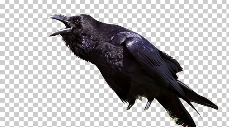 The Raven Bird Common Raven Meaning Symbol PNG, Clipart, All About Birds, American Crow, Animal, Animals, Beak Free PNG Download