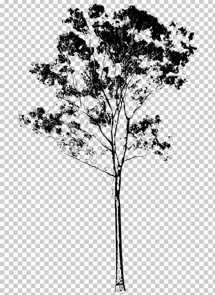 Tree Drawing Eucalyptus Gunnii Eucalyptus Honey PNG, Clipart, Black And White, Branch, Color, Corymbia, Drawing Free PNG Download