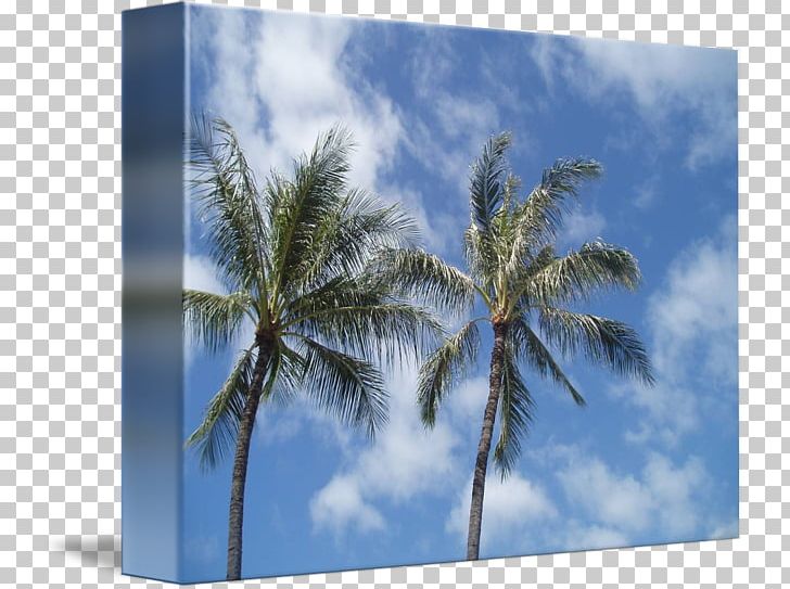 Hoaloha Park Date Palm Map Microsoft Azure PNG, Clipart, Arecaceae, Arecales, Date Palm, Hawaii, Honolulu Free PNG Download