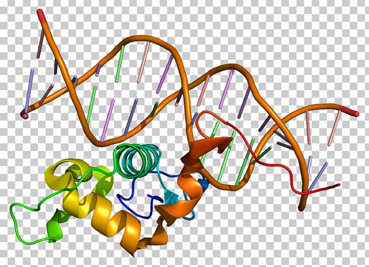 Nuclear Receptor Related-1 Protein Gene Wikipedia PNG, Clipart, 4 A, Angle, Area, Art, Artwork Free PNG Download