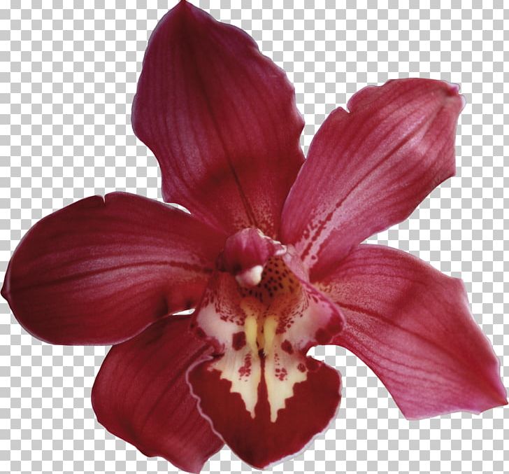 Orchids Flower PNG, Clipart, Cattleya, Daylily, Digital Image, Flower, Flower Bouquet Free PNG Download