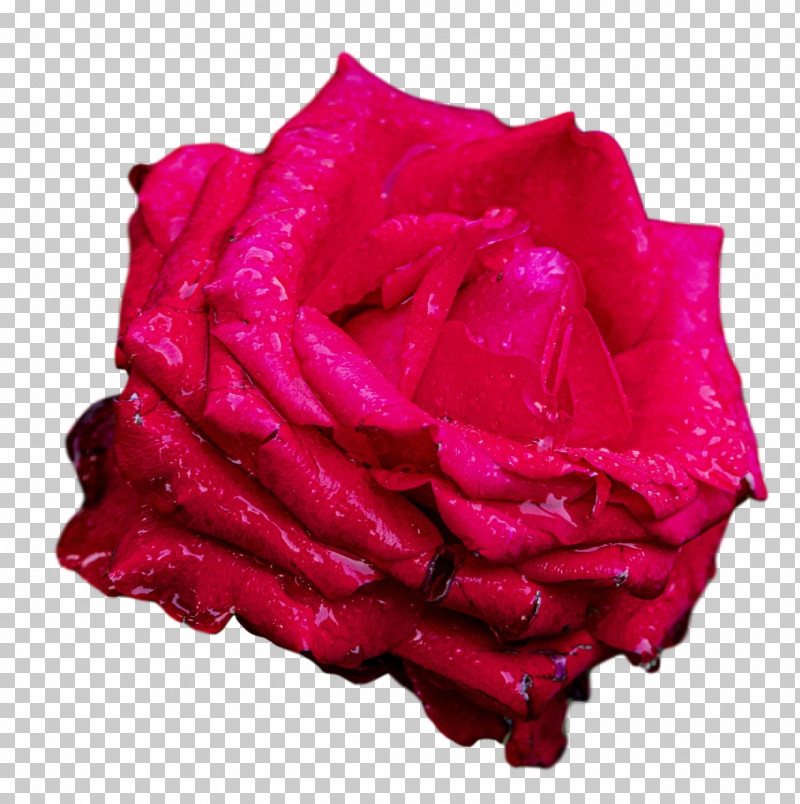 Garden Roses PNG, Clipart, Cabbage Rose, Closeup, Cut Flowers, Flower, Garden Free PNG Download