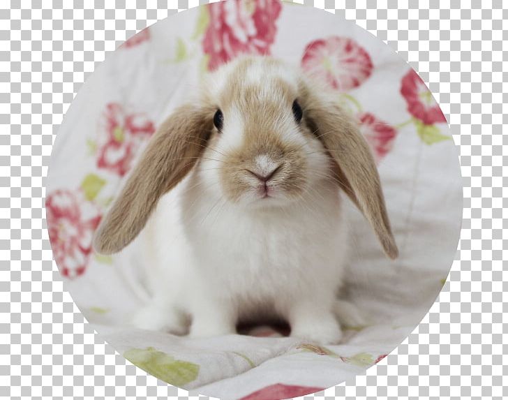 Domestic Rabbit Easter Bunny Whiskers PNG, Clipart, Animals, Domestic Rabbit, Dwarf Hotot, Easter, Easter Bunny Free PNG Download