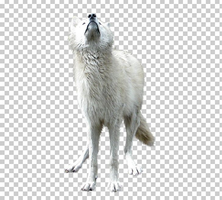 Gray Wolf PNG, Clipart, Animal, Animals, Arctic Fox, Background White, Biological Free PNG Download