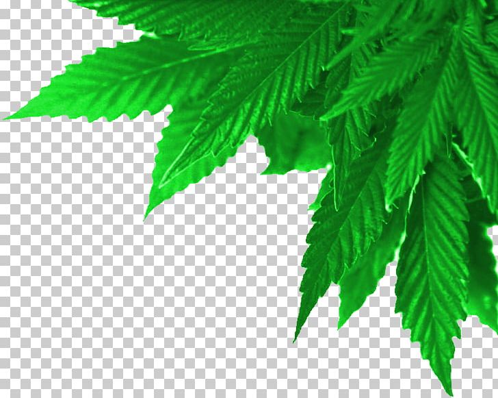 Medical Cannabis Cannabis Smoking Cannabis Shop Dispensary PNG, Clipart, Cannabis, Cannabis Culture, Cannabis Industry, Cannabis Sativa, Cannabis Shop Free PNG Download