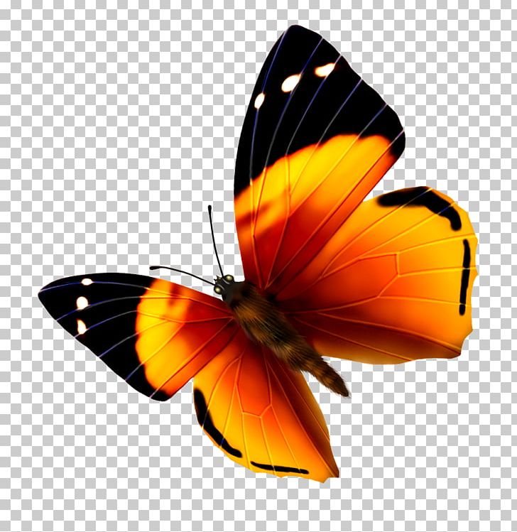 Monarch Butterfly Insect PNG, Clipart, Animation, Brush Footed Butterfly, But, Butterflies, Butterfly Group Free PNG Download