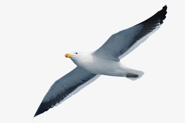 Seabird Seagull PNG, Clipart, Animal, Sea, Seabird Clipart, Seabirds, Seagull Free PNG Download