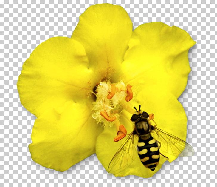 Honey Bee Beneficial Insects Animal PNG, Clipart, Animal, Animal Bite, Animals, Bee, Beneficial Insects Free PNG Download