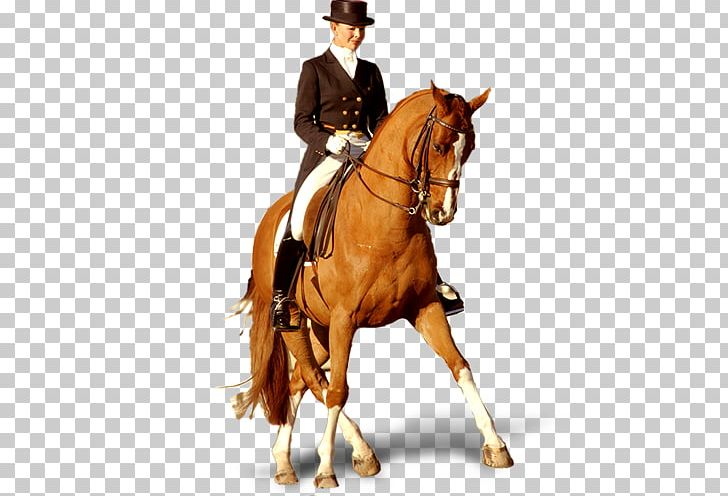 Horse Hunt Seat Stallion Equestrianism Knight PNG, Clipart, Animal Sports, Animal Training, Bit, Bridle, Decorative Figure Free PNG Download