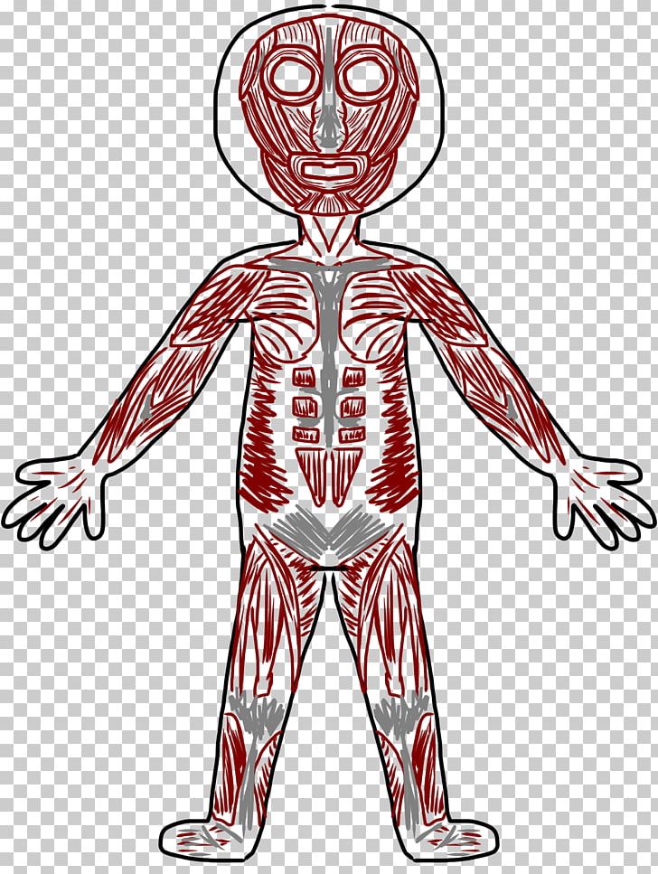 Muscular System Muscle Human Skeleton Human Body PNG, Clipart, Abdomen, Anatomy, Arm, Fictional Character, Hand Free PNG Download