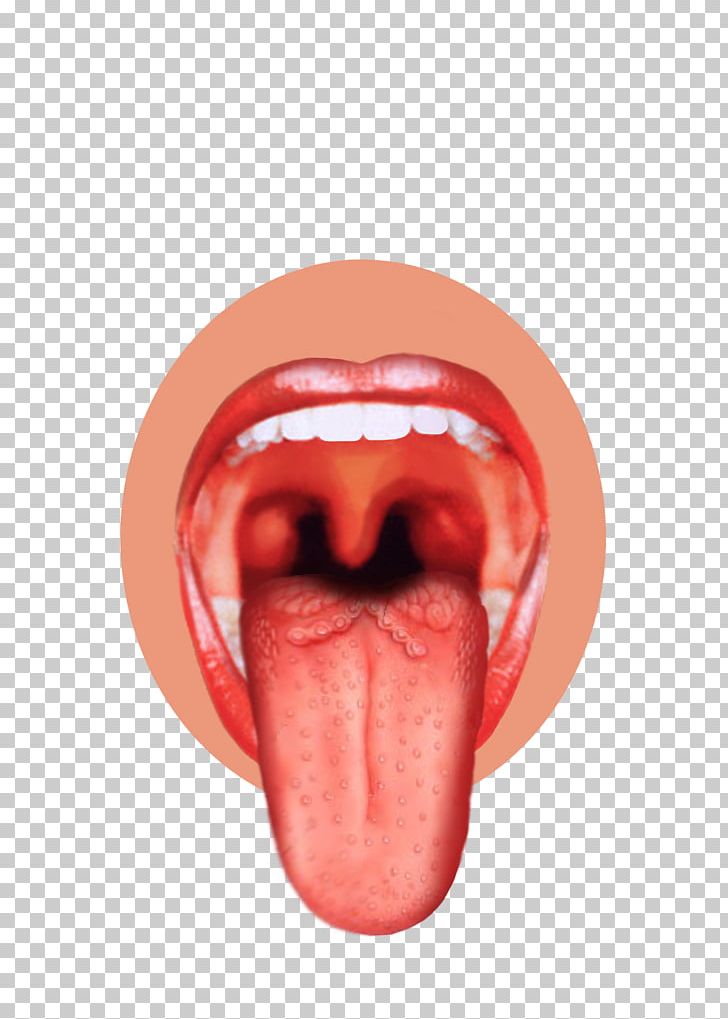 Taste Bud Tongue Map Sense PNG, Clipart, Bitterness, Bud, Chin, Closeup, Diagram Free PNG Download
