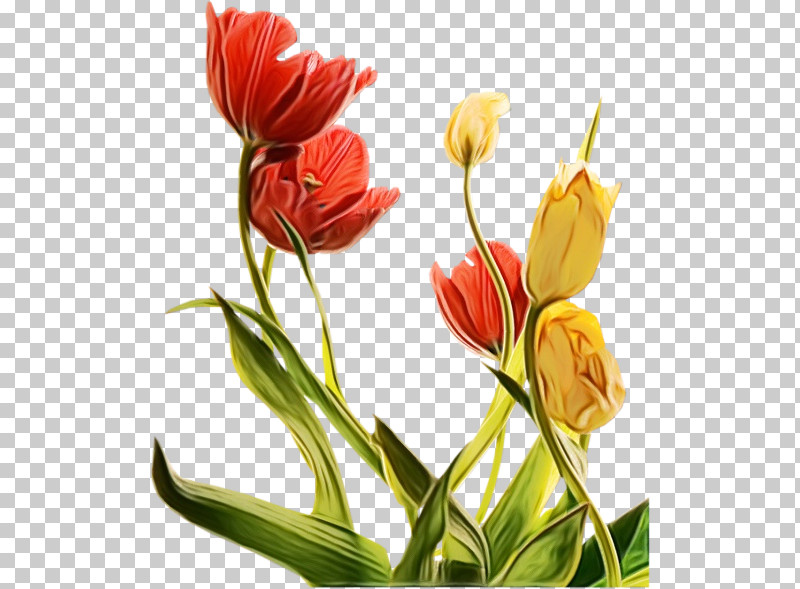 Flower Plant Tulip Petal Cut Flowers PNG, Clipart, Bud, Cut Flowers, Flower, Lily Family, Paint Free PNG Download