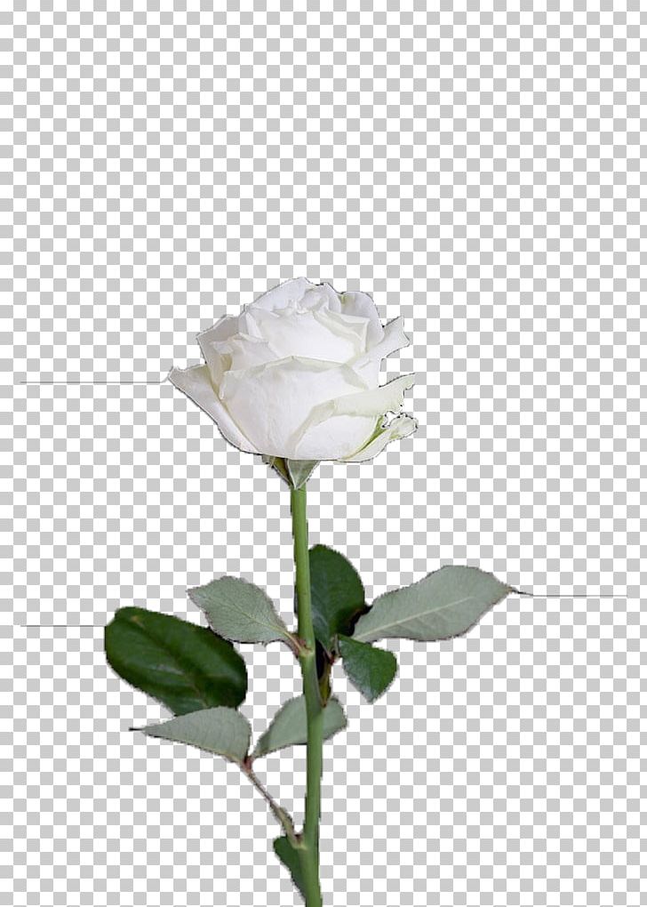 Centifolia Roses Garden Roses Rosa Xd7 Alba Flower PNG, Clipart, Artificial Flower, Background White, Black White, Centifolia Roses, Cut Flowers Free PNG Download