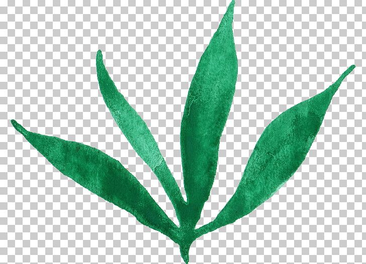 Leaf Plant Stem PNG, Clipart, Com, Display Resolution, Download, Grass, Leaf Free PNG Download
