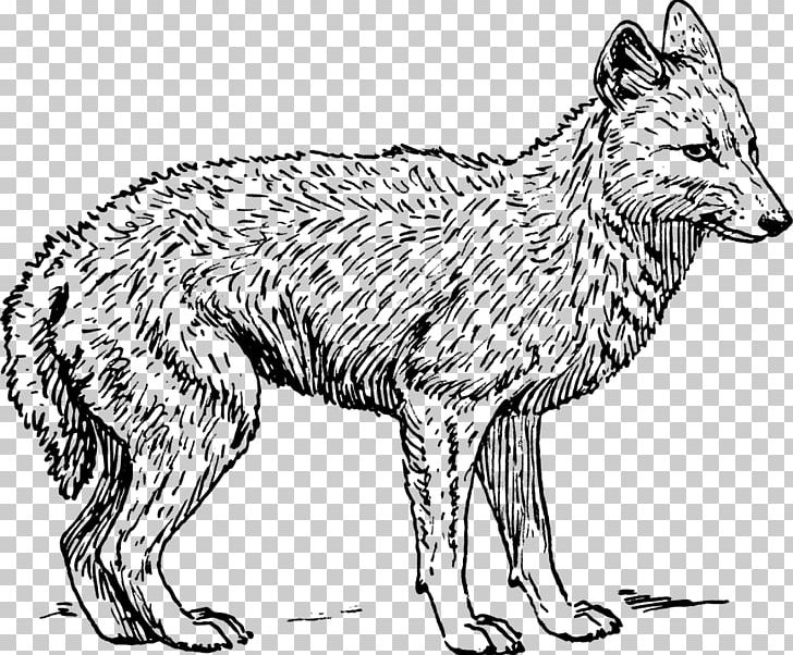 Coyote Black-backed Jackal PNG, Clipart, Arctic Wolf, Artwork, Black And White, Blackbacked Jackal, Black Wolf Free PNG Download