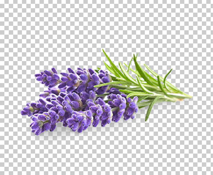 English Lavender Flower Lavender Oil Stock Photography PNG, Clipart, English Lavender, Essential Oil, Flower, Lavender, Lavender Oil Free PNG Download