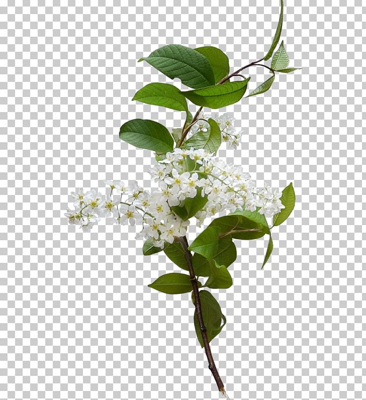 Prunus Padus Flower Plant PNG, Clipart, Branch, Color, Creative, Creative Flower, Flower Arranging Free PNG Download