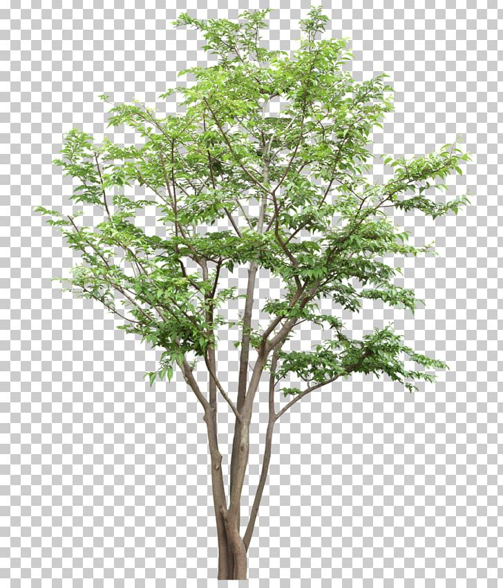Tree Citxe9 Joie Socixe9txe9 Coopxe9rative Computer File PNG, Clipart, Autumn Tree, Branch, Christmas Tree, Computer Graphics, Data Free PNG Download